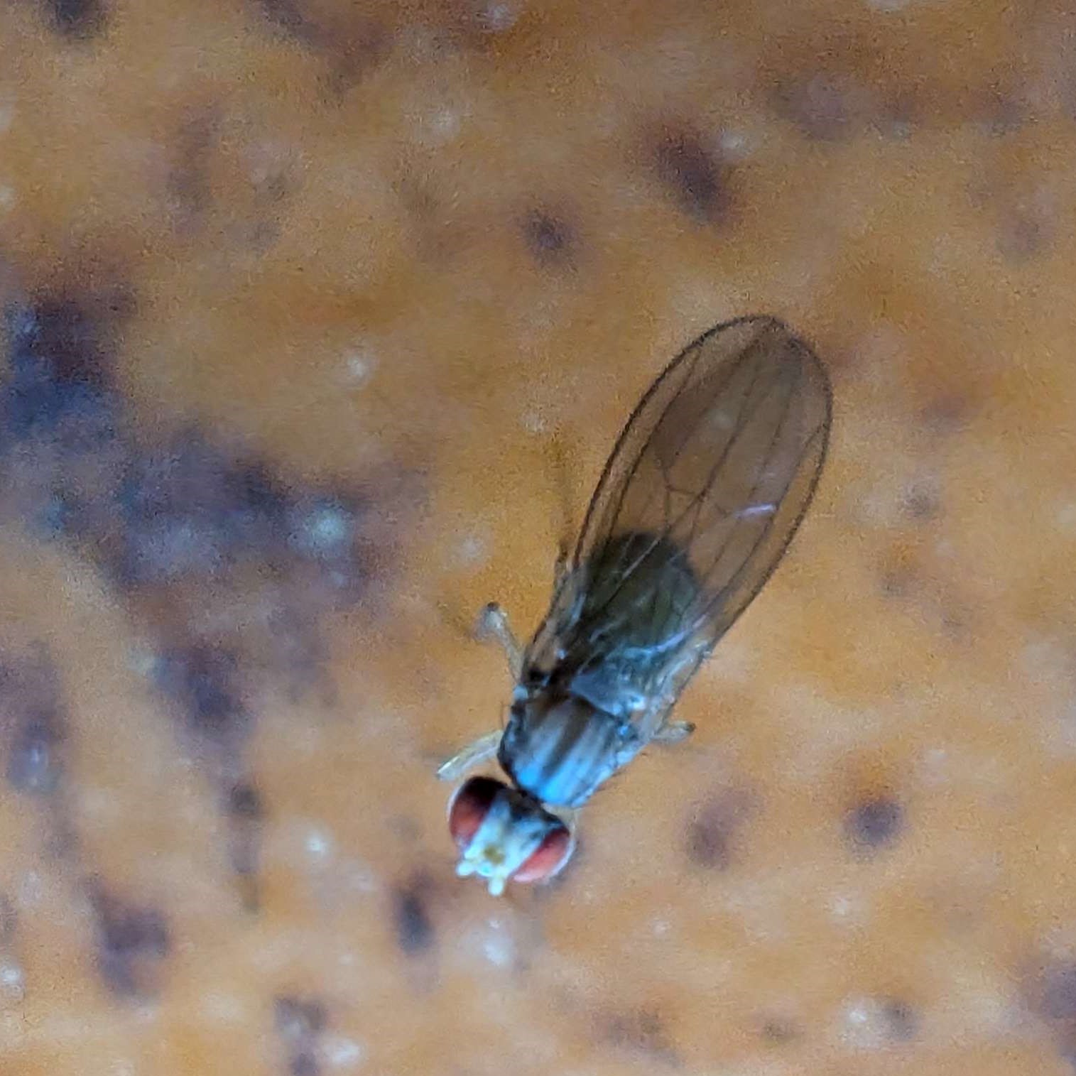 Picture of Drosophila busckii